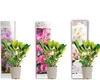 Bloomique - 3er-Set - Rhododendron - Lila, Rosa, Weiß - Produktbild-Vorschau 1