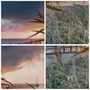 Bild auf Leinwand - Leinwandbild - Einteilig - Strand Gras Produktbild-Vorschau 8
