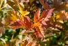 Physocarpus opulifolius 'Amber Jubilee', Blasenspiere, Produktbild-Vorschau 13
