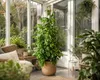 Ficus Benjamina Golden King 130-150 cm | Birkenfeige Produktbild-Vorschau 3