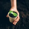 Kvetináč 8 x 8 cm kompostovateľný Náhľad obrázku produktu 3