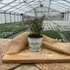 Enseleits Bronzefenchel Pflanze, 3er Set, Foeniculum Produktbild-Vorschau 2