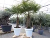 XXL Palme 230 cm | Stamm 80 cm | Trachycarpus fortunei Produktbild-Vorschau 4