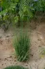 Stauden Gänge 5 x Molinia caerulea 'Heidebraut' im 1 Liter Produktbild-Vorschau 6