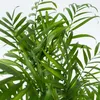 Chamedora - Chamaedorea elegans - Wysokość 50-60cm - ⌀17cm Podgląd zdjęcia produktu 3