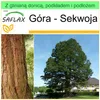 SAFLAX - Garden to go - Góra - Sekwoja - 50 Nasiona - Z Podgląd zdjęcia produktu 10