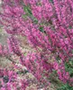 Salvia pratensis, Wiesensalbei, violett, ca. 9x9 cm Topf Produktbild-Vorschau 11
