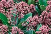 Skimmia japonica 'Rubella', immergrün, rote Knospen, 25–30 Produktbild-Vorschau 9