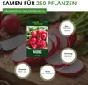 Radieschen Riesenbutter Samen - Raphanus sativus - Produktbild-Vorschau 3