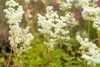 Filipendula ulmaria 'Plena', Mädesüß, gefüllt, ca. 9x9 cm Produktbild-Vorschau 4