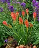 Stauden Gänge 1 x Kniphofia ‘Redhot Popsicle’ - Fackellilie Produktbild-Vorschau 4