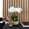 Kolibri Orchids COMBI DEAL von 2 weißen Produktbild-Vorschau 2