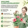 Power Florfliegenlarven gegen Blattläuse und Wollläuse– 1 Produktbild-Vorschau 5