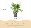 Green boutiQ - Bamboe - Fargesia rufa - Groen - 2 Planten - Voir les images du produit 3