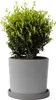 Ostrokrzew bukszpanowy - Ilex crenata 'Jenny' - Wysokość Podgląd zdjęcia produktu 7