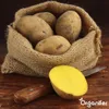 Sadbové brambory Bintje A 28/35 (5 kg) - Organifer Náhled obrázku produktu 3