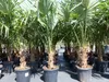 3 Stück XXL Palme winterhart 190 - 220 cm Trachycarpus Produktbild-Vorschau 4