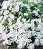 BALDUR Garten 20er Winterharter Bodendecker Phlox-Mix Produktbild-Vorschau 4