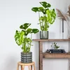 Bloomique - Lot de 2 - Monstera Deliciosa - Monstera - Voir les images du produit 4