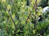 Stauden Gänge 100 x Ilex crenata 'Caroline Upright' - Produktbild-Vorschau 5