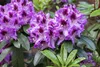 Rhododendron Hybr. 'Pfauenauge', Rhododendron, 50–60 cm, Produktbild-Vorschau 5