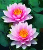 BALDUR Garten 1x Seerose (Nymphaea) 'Pink', Knolle in Größe Produktbild-Vorschau 2