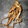 Mandragora (Mandragora officinarum)  - 3 semi Anteprima dell’immagine prodotto 3