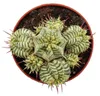 Euphorbia meloformis variegata – pestrobarevná kulovitá Náhled obrázku produktu 3