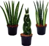 Sansevieria cylindrica - Inteligentná sada 3 kusov v 9 cm Náhľad obrázku produktu 1
