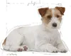 Royal Canine Senior Mini Pouch Box 12X85Gr Voir les images du produit 4
