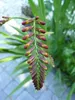 6 x Crocosmia hybr. 'Lucifer' - Krokosmia - doniczka 9 x 9 Podgląd zdjęcia produktu 4