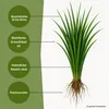 Samenshop24® Deutsches Weidelgras (lolium perenne) | 1kg Produktbild-Vorschau 2