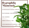 Mutterpflanze Aquariumpflanze Hygrophila 'Siamensis' XL Produktbild-Vorschau 3