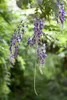 Wisteria floribunda, glicynia japońska, 60-100 cm Podgląd zdjęcia produktu 2