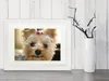 Hunde Gerahmtes Bild Mit Edlem Passepartout | Wand-Bilder | Produktbild-Vorschau 2