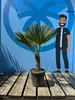 Sunny Tree - Palme - Trachycarpus Fortunei - Hanfpalme - Produktbild-Vorschau 1