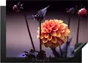 KitchenYeah© Herdabdeckplatte Blumen - Chrysantheme - Makro Produktbild-Vorschau 1