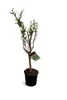 Punica granatum ‘Acco’ Granatapfel 70–100 cm – winterharter Produktbild-Vorschau 4