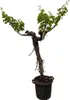 Vigne Vitis Vinifera, plante d'intérieur Ø55cm Ø220cm - Voir les images du produit 1