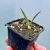 Exotická semena - Yucca Carnerosana - balení 5 ks - Náhled obrázku produktu 5