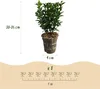 Euonymus japonicus Green Spire 8 planten voor 1 Meter Hecke Productafbeelding-voorbeeld 4