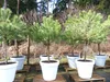Pinus Pinea Mittelmeerkiefer 250 cm inkl. Pflanzkübel Ø80cm Produktbild-Vorschau 3