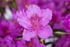 Rhododendron obt. 'Königstein', lila Blüten, 30–40 cm Produktbild-Vorschau 5