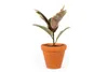 Gardners Ficus elastica Belize, průměr 12 cm Náhled obrázku produktu 6