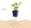Green boutiQ - Staude - Anemone hybr. Hon. Jobert - Produktbild-Vorschau 3