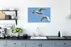 MuchoWow® Poster Schwan - Vogel - Himmel - Blau 60x40 cm - Produktbild-Vorschau 3