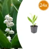 Convallaria majalis | 24 sztuki - 10-25cm - Ø9cm - Roślina Podgląd zdjęcia produktu 1