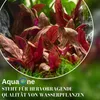 Aquarium Pflanze 3 Stück Microsorum pteropus  Wasserpflanze Produktbild-Vorschau 6