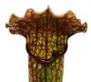 Trubkovitá rostlina - Sarracenia - Odrůda překvapení - 9cm Náhled obrázku produktu 4