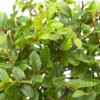 Bonsai Baum mit Keramik Blumentopf - Ligustrum, Ficus, Produktbild-Vorschau 4